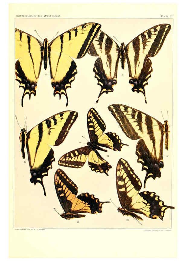 Reproducción/Reproduction 6234369488: The butterflies of the West Coast of the United States San Bernardino, Calif. :Wright,1906, c1905