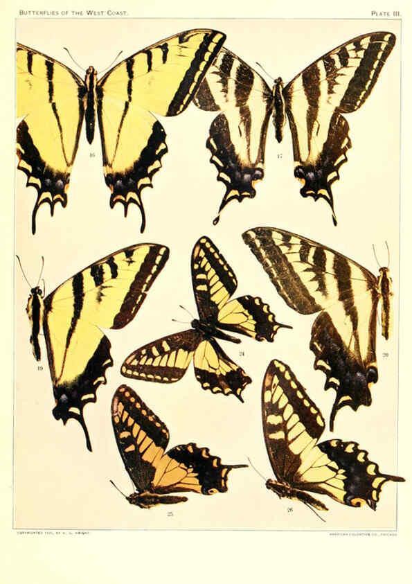 Reproducción/Reproduction 6234369488: The butterflies of the West Coast of the United States San Bernardino, Calif. :Wright,1906, c1905