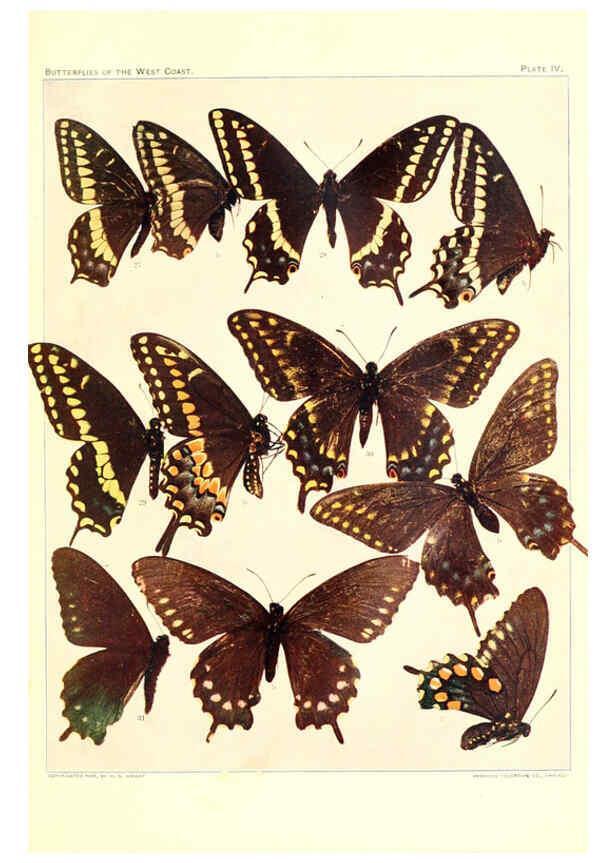 Reproducción/Reproduction 6234369718: The butterflies of the West Coast of the United States San Bernardino, Calif. :Wright,1906, c1905