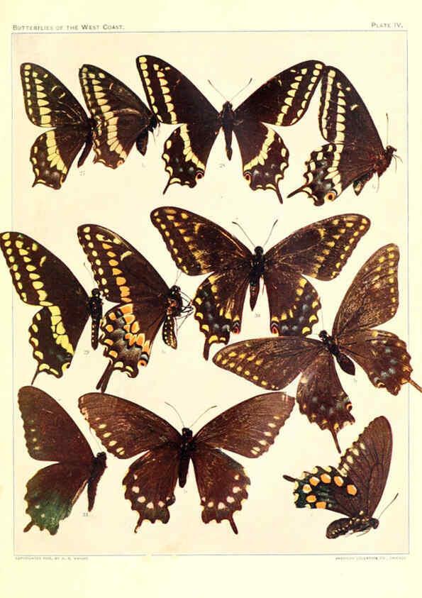 Reproducción/Reproduction 6234369718: The butterflies of the West Coast of the United States San Bernardino, Calif. :Wright,1906, c1905