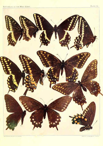 Reproducción/Reproduction 6234369718: The butterflies of the West Coast of the United States San Bernardino, Calif. :Wright,1906, c1905