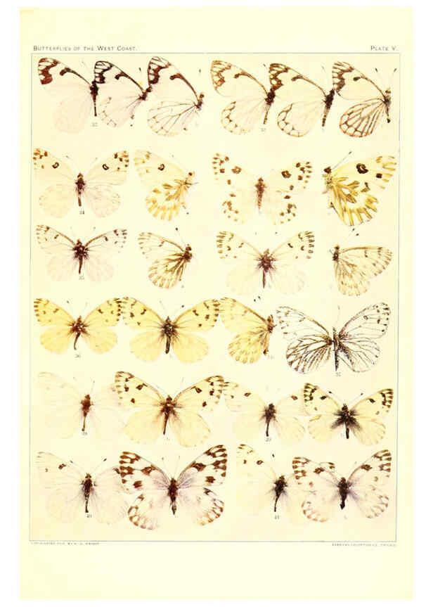 Reproducción/Reproduction 6234369922: The butterflies of the West Coast of the United States San Bernardino, Calif. :Wright,1906, c1905