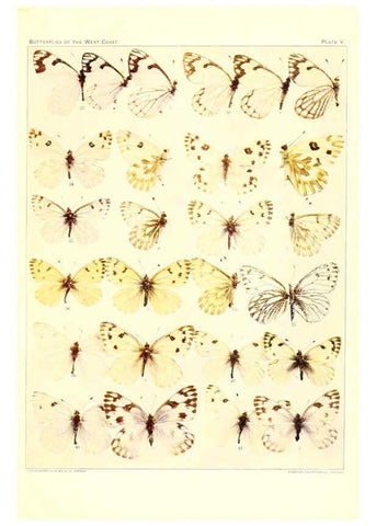 Reproducción/Reproduction 6234369922: The butterflies of the West Coast of the United States San Bernardino, Calif. :Wright,1906, c1905