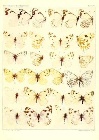 Reproducción/Reproduction 6234369922: The butterflies of the West Coast of the United States San Bernardino, Calif. :Wright,1906, c1905