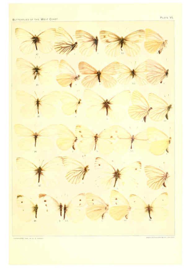 Reproducción/Reproduction 6234370212: The butterflies of the West Coast of the United States San Bernardino, Calif. :Wright,1906, c1905