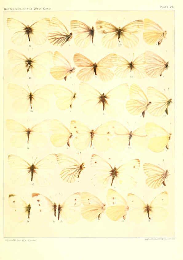 Reproducción/Reproduction 6234370212: The butterflies of the West Coast of the United States San Bernardino, Calif. :Wright,1906, c1905