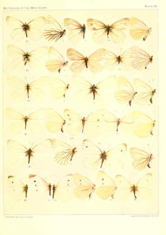 Reproducción/Reproduction 6234370212: The butterflies of the West Coast of the United States San Bernardino, Calif. :Wright,1906, c1905