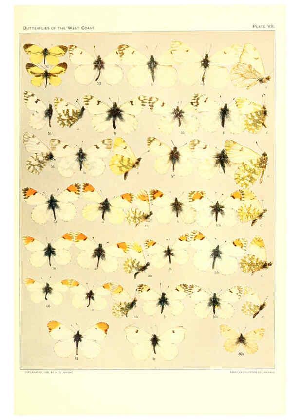 Reproducción/Reproduction 6234370442: The butterflies of the West Coast of the United States San Bernardino, Calif. :Wright,1906, c1905