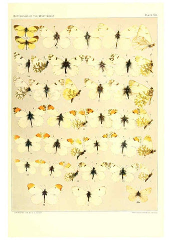 Reproducción/Reproduction 6234370442: The butterflies of the West Coast of the United States San Bernardino, Calif. :Wright,1906, c1905