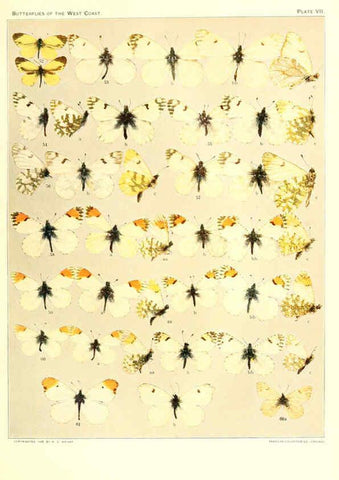 Reproducción/Reproduction 6234370442: The butterflies of the West Coast of the United States San Bernardino, Calif. :Wright,1906, c1905