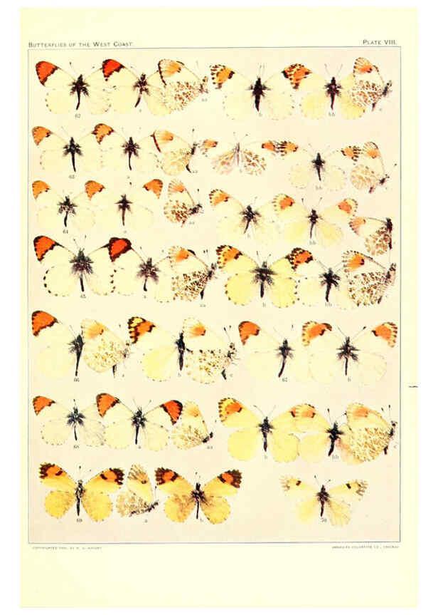Reproducción/Reproduction 6233845347: The butterflies of the West Coast of the United States San Bernardino, Calif. :Wright,1906, c1905