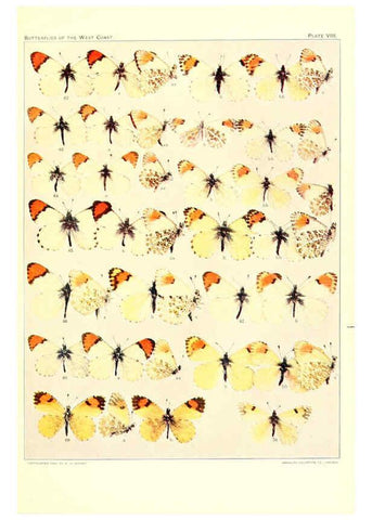 Reproducción/Reproduction 6233845347: The butterflies of the West Coast of the United States San Bernardino, Calif. :Wright,1906, c1905