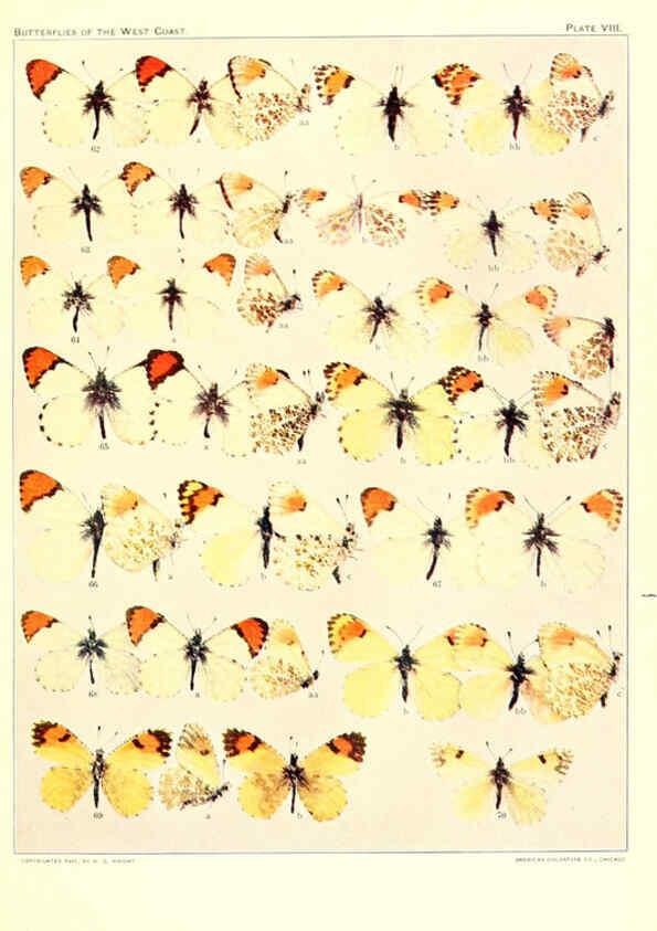 Reproducción/Reproduction 6233845347: The butterflies of the West Coast of the United States San Bernardino, Calif. :Wright,1906, c1905