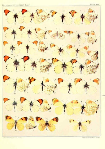Reproducción/Reproduction 6233845347: The butterflies of the West Coast of the United States San Bernardino, Calif. :Wright,1906, c1905