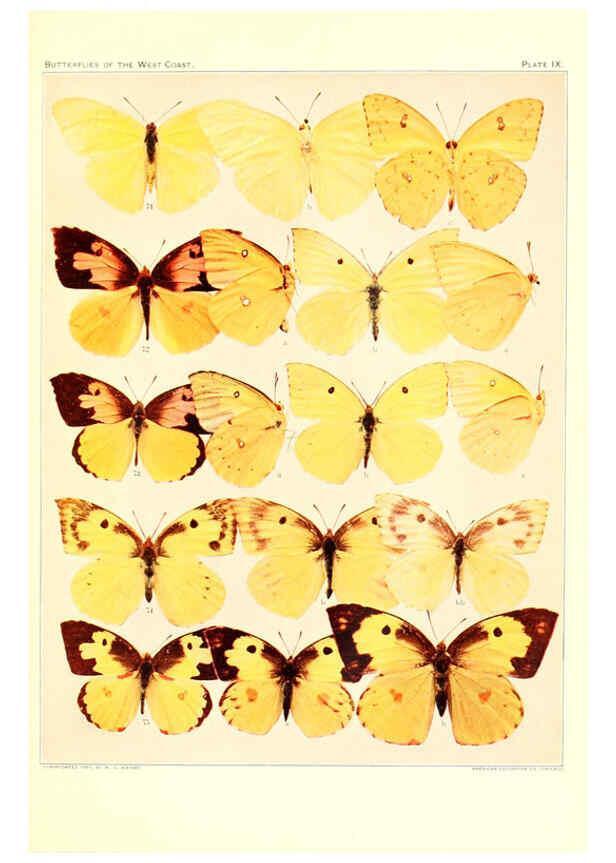 Reproducción/Reproduction 6233845567: The butterflies of the West Coast of the United States San Bernardino, Calif. :Wright,1906, c1905