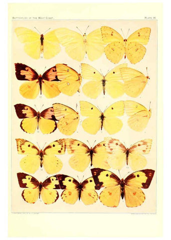 Reproducción/Reproduction 6233845567: The butterflies of the West Coast of the United States San Bernardino, Calif. :Wright,1906, c1905