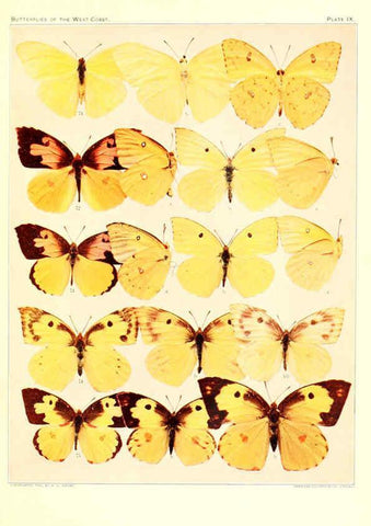 Reproducción/Reproduction 6233845567: The butterflies of the West Coast of the United States San Bernardino, Calif. :Wright,1906, c1905