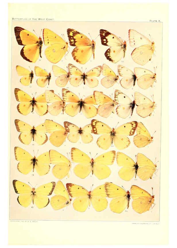 Reproducción/Reproduction 6234371048: The butterflies of the West Coast of the United States San Bernardino, Calif. :Wright,1906, c1905
