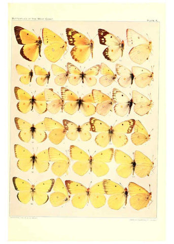 Reproducción/Reproduction 6234371048: The butterflies of the West Coast of the United States San Bernardino, Calif. :Wright,1906, c1905