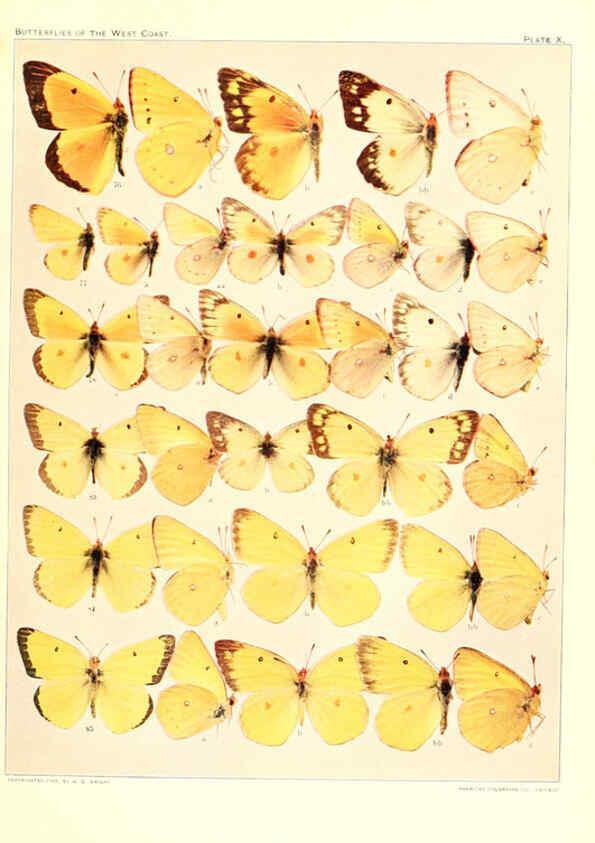 Reproducción/Reproduction 6234371048: The butterflies of the West Coast of the United States San Bernardino, Calif. :Wright,1906, c1905
