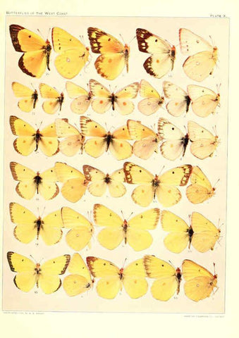 Reproducción/Reproduction 6234371048: The butterflies of the West Coast of the United States San Bernardino, Calif. :Wright,1906, c1905