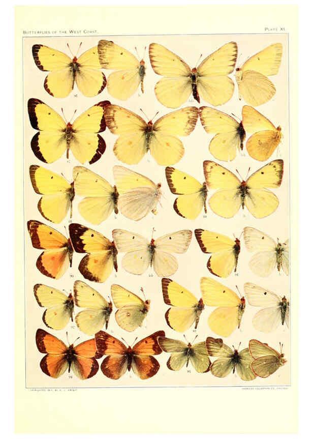 Reproducción/Reproduction 6233846033: The butterflies of the West Coast of the United States San Bernardino, Calif. :Wright,1906, c1905