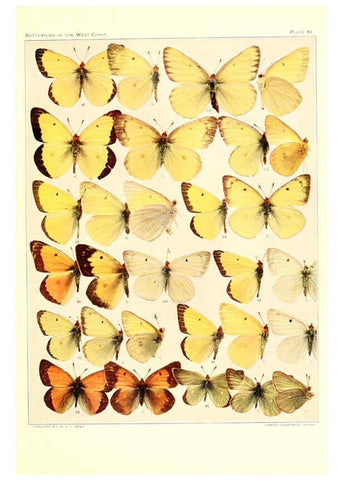 Reproducción/Reproduction 6233846033: The butterflies of the West Coast of the United States San Bernardino, Calif. :Wright,1906, c1905