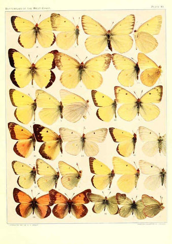 Reproducción/Reproduction 6233846033: The butterflies of the West Coast of the United States San Bernardino, Calif. :Wright,1906, c1905