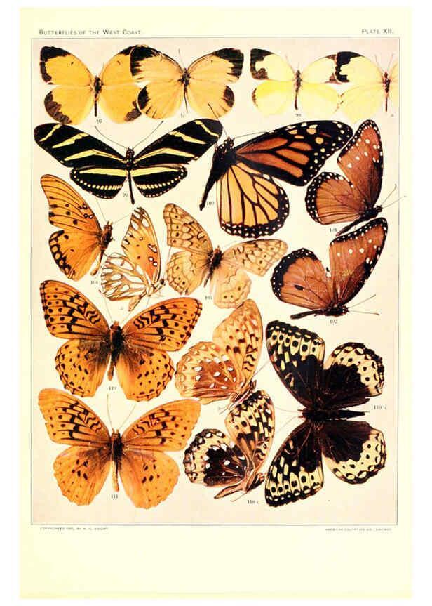 Reproducción/Reproduction 6233846329: The butterflies of the West Coast of the United States San Bernardino, Calif. :Wright,1906, c1905