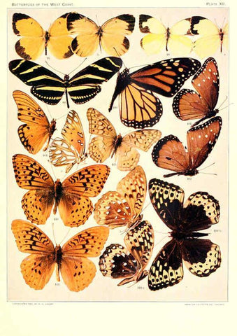 Reproducción/Reproduction 6233846329: The butterflies of the West Coast of the United States San Bernardino, Calif. :Wright,1906, c1905