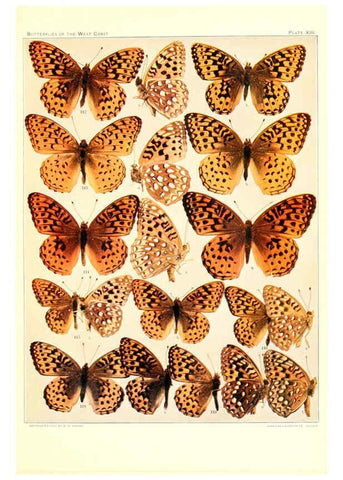 Reproducción/Reproduction 6233846793: The butterflies of the West Coast of the United States San Bernardino, Calif. :Wright,1906, c1905