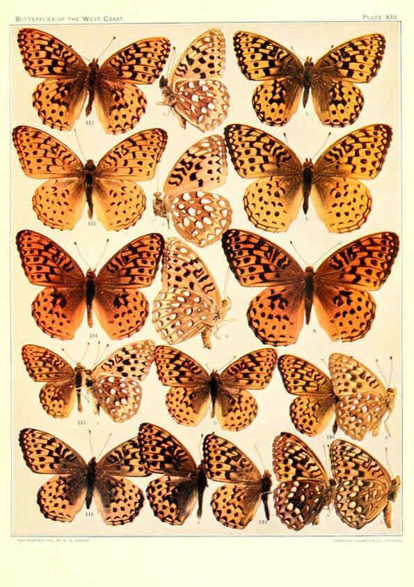 Reproducción/Reproduction 6233846793: The butterflies of the West Coast of the United States San Bernardino, Calif. :Wright,1906, c1905
