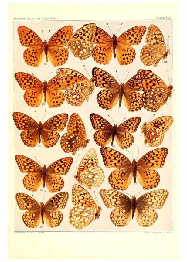 Reproducción/Reproduction 6234372204: The butterflies of the West Coast of the United States San Bernardino, Calif. :Wright,1906, c1905