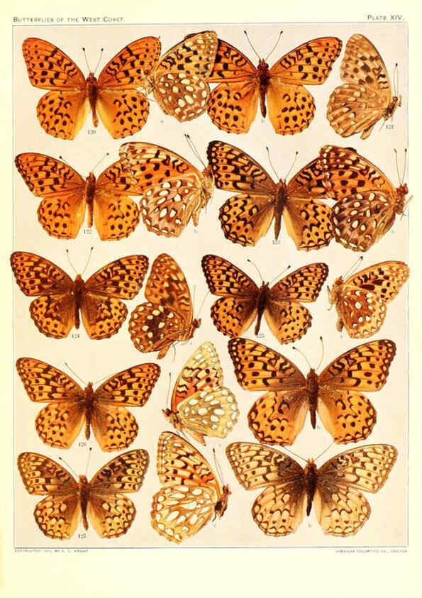 Reproducción/Reproduction 6234372204: The butterflies of the West Coast of the United States San Bernardino, Calif. :Wright,1906, c1905