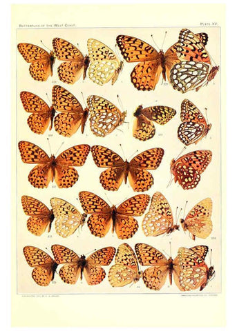 Reproducción/Reproduction 6233847271: The butterflies of the West Coast of the United States San Bernardino, Calif. :Wright,1906, c1905