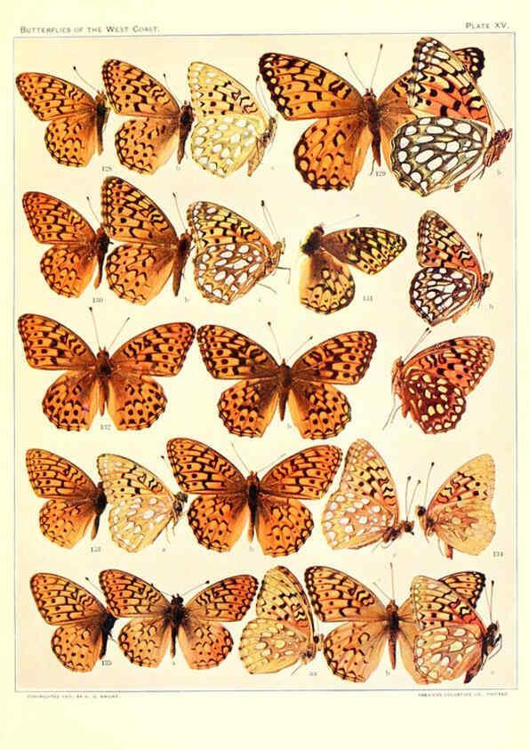 Reproducción/Reproduction 6233847271: The butterflies of the West Coast of the United States San Bernardino, Calif. :Wright,1906, c1905