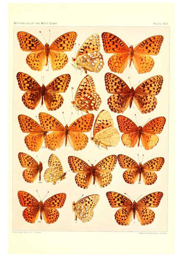 Reproducción/Reproduction 6233847471: The butterflies of the West Coast of the United States San Bernardino, Calif. :Wright,1906, c1905