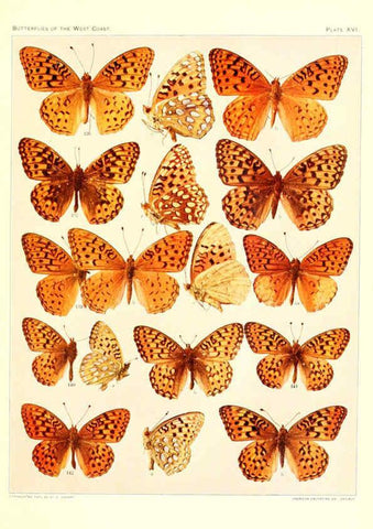 Reproducción/Reproduction 6233847471: The butterflies of the West Coast of the United States San Bernardino, Calif. :Wright,1906, c1905