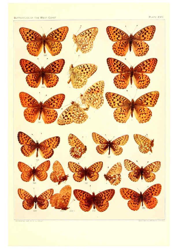 Reproducción/Reproduction 6234373072: The butterflies of the West Coast of the United States San Bernardino, Calif. :Wright,1906, c1905
