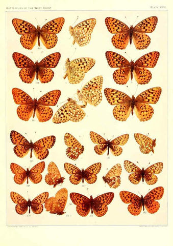 Reproducción/Reproduction 6234373072: The butterflies of the West Coast of the United States San Bernardino, Calif. :Wright,1906, c1905