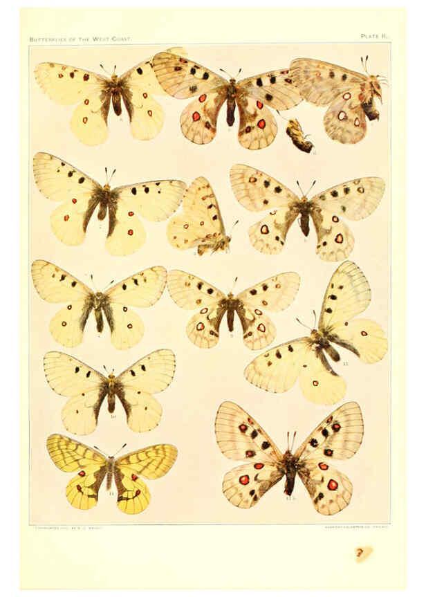 Reproducción/Reproduction 6233843989: The butterflies of the West Coast of the United States San Bernardino, Calif. :Wright,1906, c1905