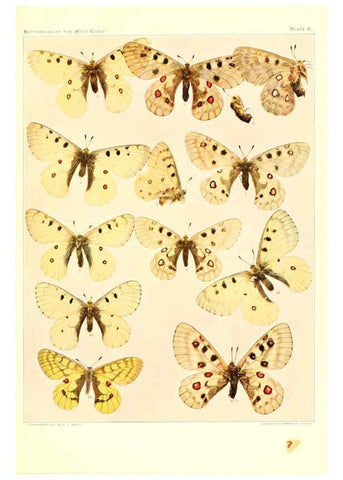 Reproducción/Reproduction 6233843989: The butterflies of the West Coast of the United States San Bernardino, Calif. :Wright,1906, c1905