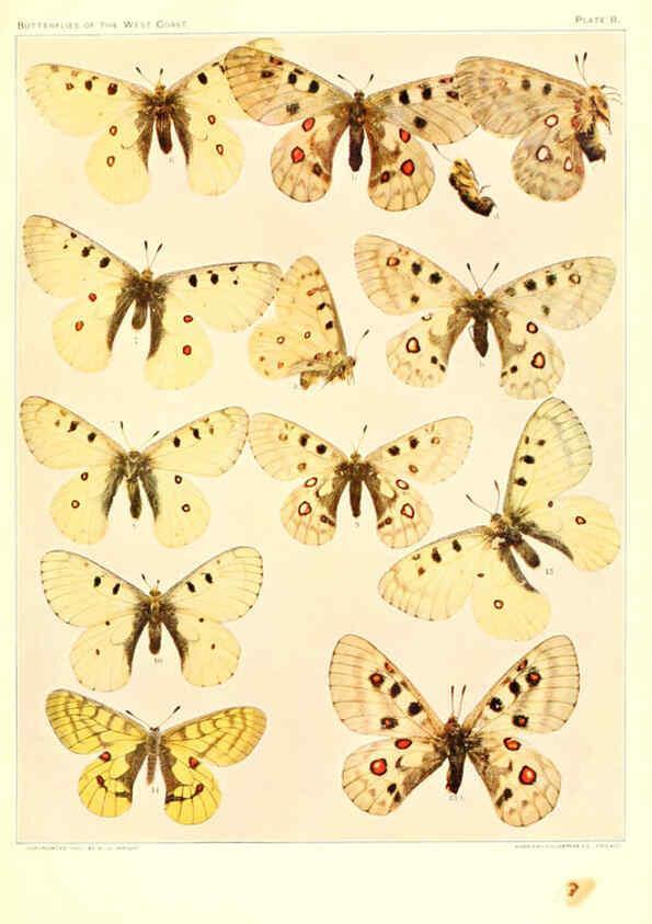 Reproducción/Reproduction 6233843989: The butterflies of the West Coast of the United States San Bernardino, Calif. :Wright,1906, c1905