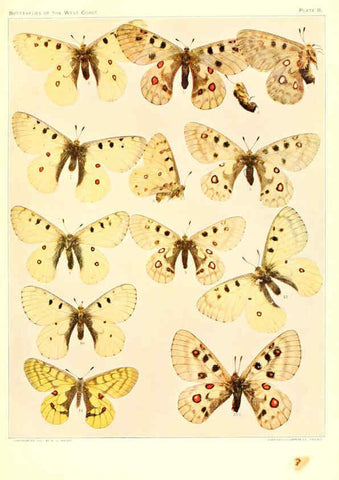 Reproducción/Reproduction 6233843989: The butterflies of the West Coast of the United States San Bernardino, Calif. :Wright,1906, c1905