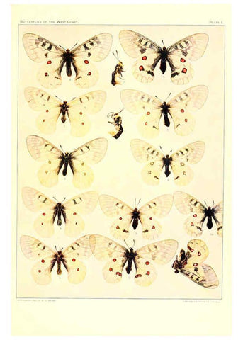 Reproducción/Reproduction 6234368908: The butterflies of the West Coast of the United States San Bernardino, Calif. :Wright,1906, c1905