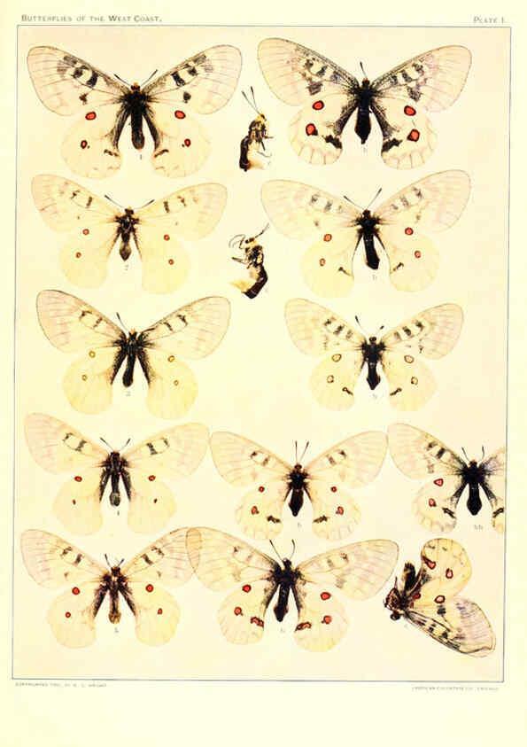 Reproducción/Reproduction 6234368908: The butterflies of the West Coast of the United States San Bernardino, Calif. :Wright,1906, c1905