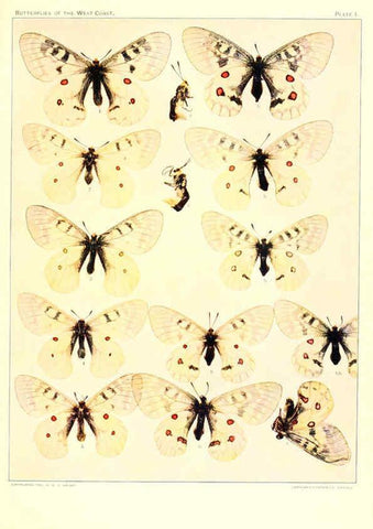 Reproducción/Reproduction 6234368908: The butterflies of the West Coast of the United States San Bernardino, Calif. :Wright,1906, c1905