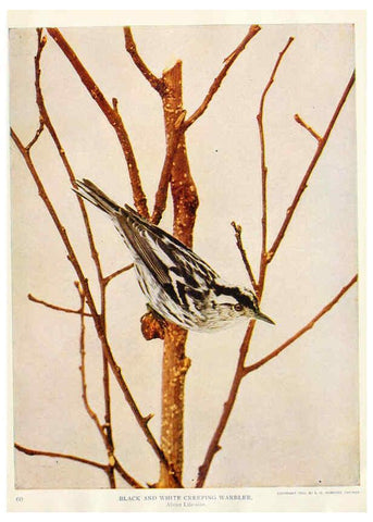 Reproducción/Reproduction 6233797393: Birds and nature in natural colors. v.1. Chicago :A.W. Mumford, Publisher,1913-1914