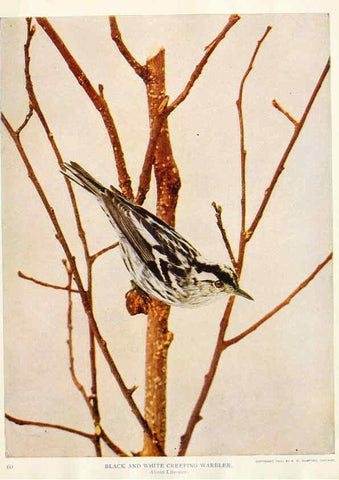 Reproducción/Reproduction 6233797393: Birds and nature in natural colors. v.1. Chicago :A.W. Mumford, Publisher,1913-1914