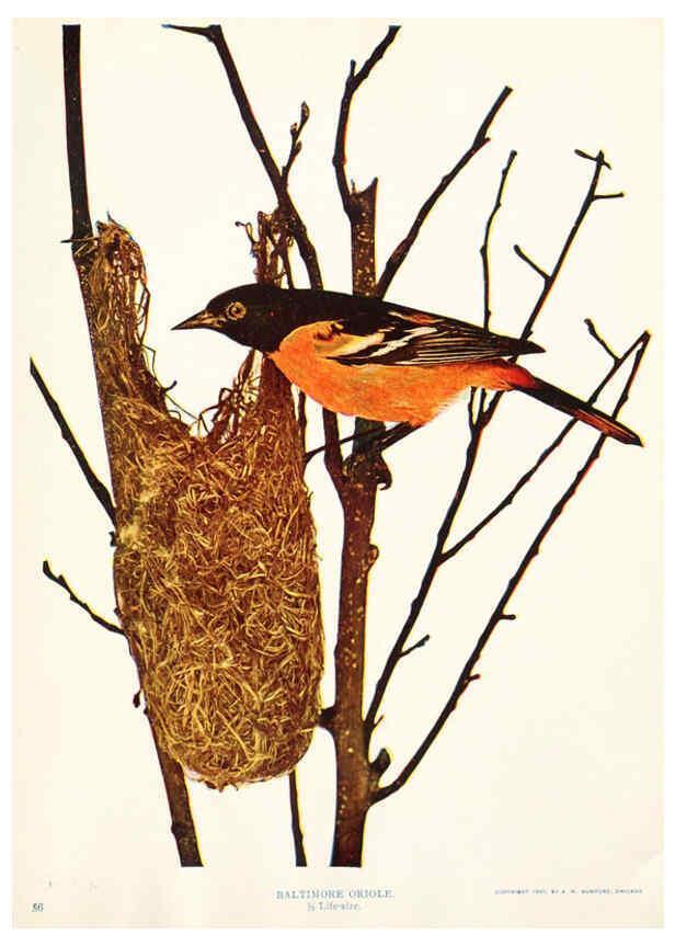 Reproducción/Reproduction 6233797219: Birds and nature in natural colors. v.1. Chicago :A.W. Mumford, Publisher,1913-1914